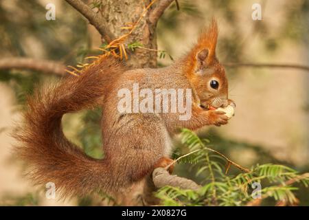 Rotes Eichhörnchen, Sciurus vulgaris sitzt auf dem Zweig und isst Erdnuss am sonnigen Frühlingstag in den Wäldern des Stromovka Parks, Prag, Tschechische Repub Stockfoto