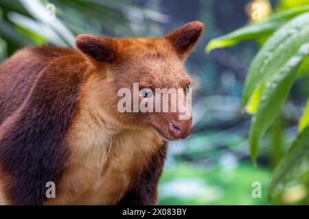 Goodfellows oder kunstvoll verziertes Baumkänguru gegen dichtes Dschungelpflanzen. Dieses arboreale Beuteltier wird in Papua-Neuguinea und im Norden von Queensland, Australien, gefunden Stockfoto