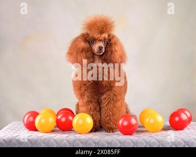 Niedlicher Pudel, der mit bunten Kugeln spielt, die auf dem Sofa auf grauem Hintergrund sitzen Stockfoto