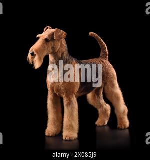 Studio-Porträt des stehenden Airedale Terrier Hundes isoliert auf schwarzem Hintergrund Stockfoto