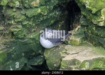 Ein Puffin, Fratercula arctica, mit seinem lebendigen Schnabel in seinen Federn, der in einer Spalte auf der Seite der Bempton Cliffs liegt Stockfoto