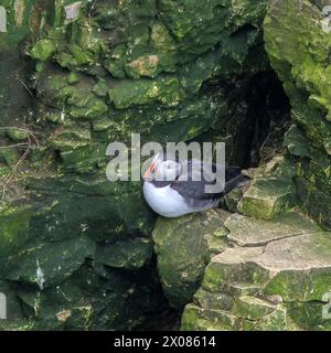 Ein Puffin, Fratercula arctica, thront außerhalb seines Nistlochs, in einer Spalte auf der Seite der Bempton Cliffs Stockfoto