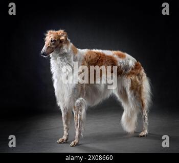 Wunderschöner weißer und roter russischer Jagdhund, der auf schwarzem Hintergrund steht Stockfoto