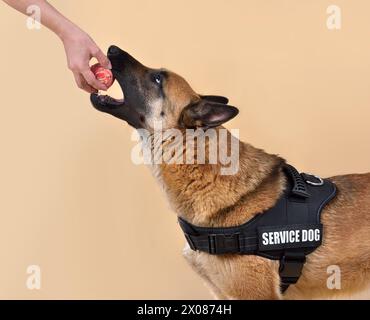 Malinois belgischer Schäferhund trägt Service Hundeweste und Trainig mit roter Kugel auf gelbem Hintergrund Stockfoto