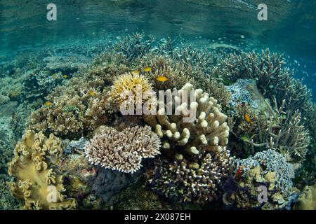 Korallen und Fische gedeihen an einem flachen, artenreichen Riff in Raja Ampat, Indonesien. Diese tropische Region ist bekannt als das Herz des Korallendreiecks. Stockfoto