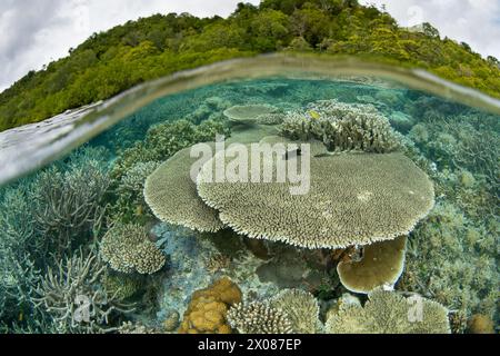 Korallen gedeihen an einem flachen, artenreichen Riff in Raja Ampat, Indonesien. Diese Region ist wegen ihrer Artenvielfalt als das Herz des Korallendreiecks bekannt. Stockfoto