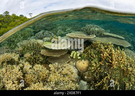 Korallen gedeihen an einem flachen, artenreichen Riff in Raja Ampat, Indonesien. Diese Region ist wegen ihrer Artenvielfalt als das Herz des Korallendreiecks bekannt. Stockfoto