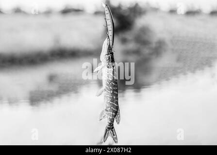 Stilwasserhechtangeln. Angeln. Nahaufnahme eines Fischhakens. Fischer und Hecht. Pike auf einen Spinner Köder. Fisch am Haken. Spinnfischhecht Stockfoto