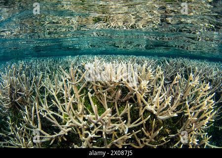 Korallen gedeihen an einem flachen, artenreichen Riff in Raja Ampat, Indonesien. Diese Region ist wegen ihrer Artenvielfalt als das Herz des Korallendreiecks bekannt. Stockfoto