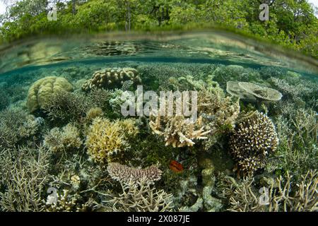 Korallen gedeihen an einem flachen, artenreichen Riff in Raja Ampat, Indonesien. Diese Region ist wegen ihrer Artenvielfalt als das Herz des Korallendreiecks bekannt. Stockfoto