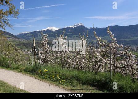 Marling, Südtirol, Italien 07. April 2024: Ein Frühlingstag bei Marling, hier am Marlinger Waalweg bei Meran. Hier der Blick auf blühende Apfelbäume, Blüte, Obstwiese, Apfelblüte, Blütenmeer, Duft, Geruch, Tourismus, wandern, spazieren, Ausblick, Panorama, wärme *** Marling, Südtirol, Italien 07 April 2024 Ein Frühlingstag bei Marling, hier auf dem Marlinger Waalweg bei Meran hier der Blick auf blühende Apfelbäume, Blüten, Obstgärten, Apfelblüten, Blütenmeer, Geruch, Geruch, Tourismus, Wandern, Wandern, Wandern, Aussicht, Panorama, Wärme Stockfoto