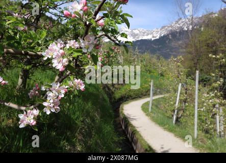 Marling, Südtirol, Italien 07. April 2024: Ein Frühlingstag bei Marling, hier am Marlinger Waalweg bei Meran. Hier der Blick auf blühende Apfelbäume, Blüte, Obstwiese, Apfelblüte, Blütenmeer, Duft, Geruch, Tourismus, wandern, spazieren, Ausblick, Panorama, wärme *** Marling, Südtirol, Italien 07 April 2024 Ein Frühlingstag bei Marling, hier auf dem Marlinger Waalweg bei Meran hier der Blick auf blühende Apfelbäume, Blüten, Obstgärten, Apfelblüten, Blütenmeer, Geruch, Geruch, Tourismus, Wandern, Wandern, Wandern, Aussicht, Panorama, Wärme Stockfoto