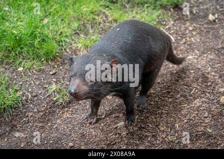 Die Menagerie, der Zoo des Pflanzengartens. Blick auf einen tasmanischen Teufel in einem Park Stockfoto