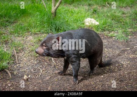 Die Menagerie, der Zoo des Pflanzengartens. Blick auf einen tasmanischen Teufel in einem Park Stockfoto
