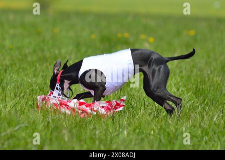 Whippet in den Köderwettbewerben hat im Ziel einen Köder gefangen Stockfoto