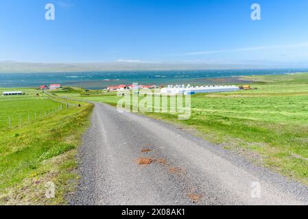 Schotterstraße gesäumt von grasbewachsenen Feldern und Bauernhäusern an der Nordküste Islands an einem sonnigen Sommertag Stockfoto