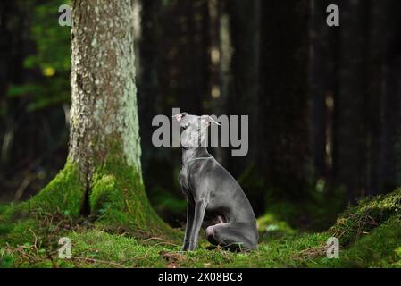 Wunderschöner italienischer Windhund, der in einem mystischen Wald auf Moos sitzt Stockfoto