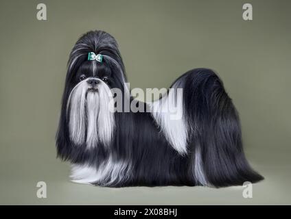 Zeigen Sie den schwarz-weißen Shih Tzu Hund, der auf olivfarbenem Hintergrund steht Stockfoto