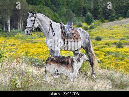 Wunderschöner russischer borzoi-Hund und weißes Pferd stehen auf einem gelben Feld auf Herbsthintergrund Stockfoto