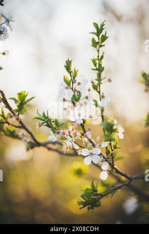 Blühende mirabelle Baum Stockfoto