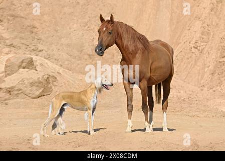 Persischer Windhund Saluki, der mit einem arabischen Pferd auf gelbem Sand steht Stockfoto