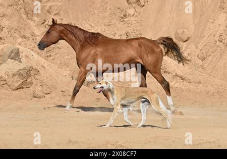 Wunderschöner persischer Windhund Saluki, der mit einem arabischen Pferd auf gelbem Sand läuft Stockfoto