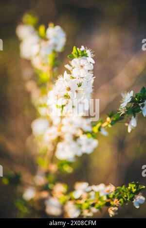 Blühende mirabelle Baum Stockfoto