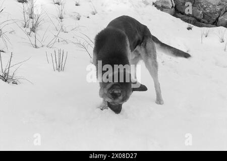 Aktuell 9. - 8. - 1973: Norwegens neuer Film starDer Polizeihund Faiko hat große Erfolge als Filmstar bei der Dreharbeiten zu Jack Londons Buch When the Wild Beast Wakes Up. Sein Co-Star in dem Film ist Charlton Heston. Faiko erhielt die besten Bewertungen. Er ist keine Prima-donna geworden. Die Pfoten sind auf dem Boden. Der Hund gehört dem Polizisten Olav Pedersen, der auch eine kleine Rolle im Film als Red Sweater spielte. „Von all den zusätzlichen Rollen musste ich natürlich diese bekommen“, sagt Pedersen, der im Film mit einem Stock als Tiermissbraucher fungiert. Foto: Odd Ween / aktuell / NTB ***FOTO N Stockfoto