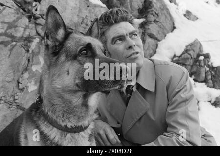 Aktuell 9. - 8. - 1973: Norwegens neuer Film starDer Polizeihund Faiko hat große Erfolge als Filmstar bei der Dreharbeiten zu Jack Londons Buch When the Wild Beast Wakes Up. Sein Co-Star in dem Film ist Charlton Heston. Faiko erhielt die besten Bewertungen. Er ist keine Prima-donna geworden. Die Pfoten sind auf dem Boden. Der Hund gehört dem Polizisten Olav Pedersen, der auch eine kleine Rolle im Film als Red Sweater spielte. „Von all den zusätzlichen Rollen musste ich natürlich diese bekommen“, sagt Pedersen, der im Film mit einem Stock als Tiermissbraucher fungiert. Foto: Odd Ween / aktuell / NTB ***FOTO N Stockfoto