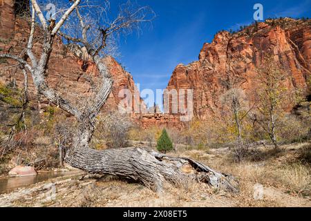 Der Tempel von Sinawava im Zion National Park in Utah, der Beginn der flussaufwärts gelegenen Wanderung durch den Virgin River und die Narrows Wanderung. Stockfoto