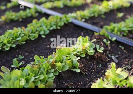 Salatpflanzen, die in einem heimischen Garten, in einem Gartenbeet nach biologischen Methoden gezüchtet werden. Es wurde ein automatisches Tropfbewässerungssystem installiert. Heimgärtner Stockfoto