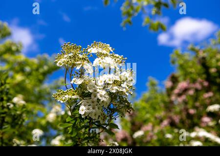 Weiße Blumen auf dem Hintergrund des blauen Himmels im Frühlingsgarten Stockfoto