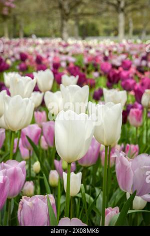 view of a beautiful bed of tulips in a park at spring Stockfoto
