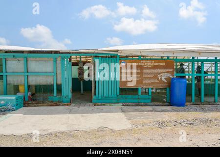 Das Old Hegg Turtle Sanctuary unterstützt die Erhaltung gefährdeter Karettschildkröten (Eretmochelys Imbricata), Park Bay, Bequia Island, Karibik Stockfoto