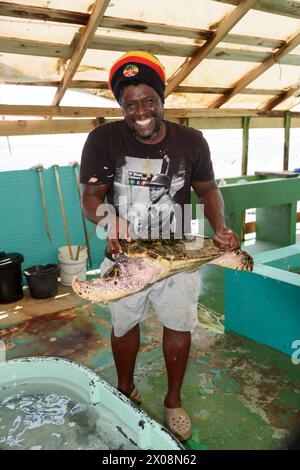 Das Old Hegg Turtle Sanctuary unterstützt die Erhaltung gefährdeter Karettschildkröten (Eretmochelys Imbricata), Park Bay, Bequia Island, Karibik Stockfoto