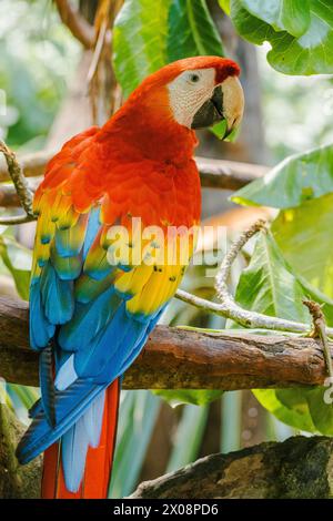 Ein farbenfroher Scharlach Ara macao liegt auf einem Zweig inmitten üppiger Grünflächen im Regenwald von Costa Rica und zeigt seine auffälligen Rot-, Gelb- und blautöne Stockfoto