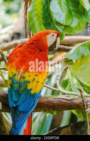 Ein leuchtend farbiger Scharlach, der in seinem natürlichen Lebensraum in Costa Rica fotografiert wurde und seine roten, gelben und blauen Federn zeigt. Stockfoto