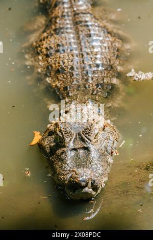 Ein detailliertes Bild, das das majestätische amerikanische Krokodil Crocodylus acutus, das teilweise in den trüben Gewässern Costa Ricas untergetaucht ist, zeigt, wie seine Skalen reflektieren Stockfoto