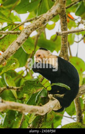 Kapuzineraffen in Costa Rica, der sich von einem Baumzweig ernährt. Stockfoto