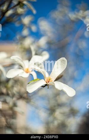 Nahaufnahme einer weißen Anis-Magnolienblume in voller Blüte mit einem unscharfen Hintergrund des blauen Himmels und zusätzlichen Blüten Stockfoto