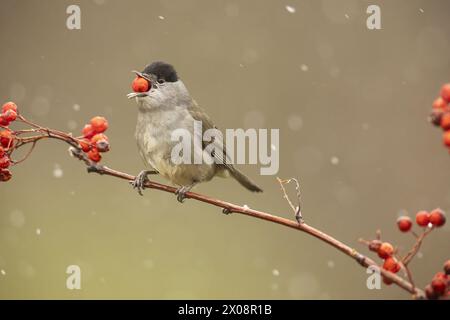 Ein kleiner grauer Vogel thront auf einem Ast und hält eine leuchtende rote Beere im Schnabel inmitten sanft fallendem Schnee Stockfoto
