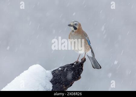 Ein ruhiger Eurasian Jay steht auf einem schneebedeckten Zweig inmitten eines sanften Schneefalls und verkörpert die ruhige Schönheit des Winters in den Bergen Stockfoto