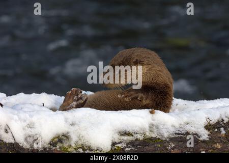 Ein wilder Otter liegt auf einem schneebedeckten Baumstamm neben einem Fluss, sein feuchtes und glitzerndes Fell zeigt die heitere Schönheit der Tierwelt im Winter Stockfoto