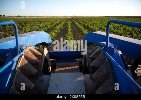 Blick von einer Erntemaschine aus auf die erste Ernte von überwiegend weißen Trauben in Villarrobledo, Albacete, Spanien, mit Weinreihen Stockfoto