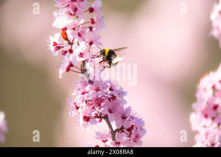 Nahaufnahme einer Bombus Terrestris oder Hummel, die an einem sonnigen Tag zarte rosa Mandelblüten bestäubt. Stockfoto