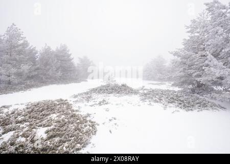 Die schneebedeckte Landschaft hüllt einen ruhigen Waldweg zwischen ruhigen, gefrorenen Bäumen und dickem Nebel. Stockfoto