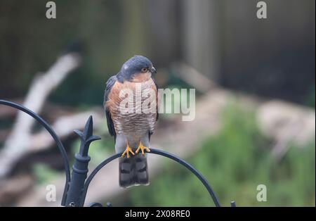 Eurasischer sparrowhawk (Accipiter nisus). Dieses Männchen wurde von all den kleinen Vögeln in den Garten gezogen Stockfoto