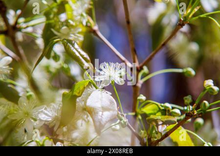 Pitangueira blüht in einem Garten in Rio de Janeiro, Brasilien. Stockfoto