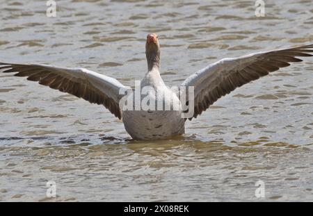 Graugans (Anser anser), die vor dem Flug die Flügel ausdehnen Stockfoto