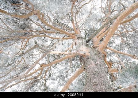 Majestätische, schneebedeckte Äste, die in den Himmel ragen, mit einer ruhigen weißen Kulisse. Stockfoto